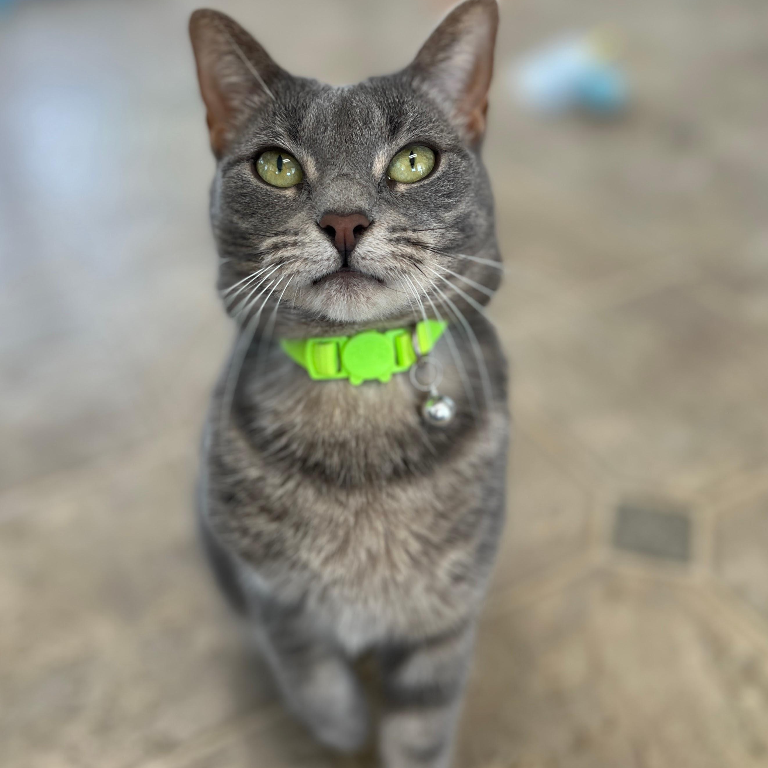 Sage, ADOPTABLE, Adult Female Domestic Short Hair & Tabby.