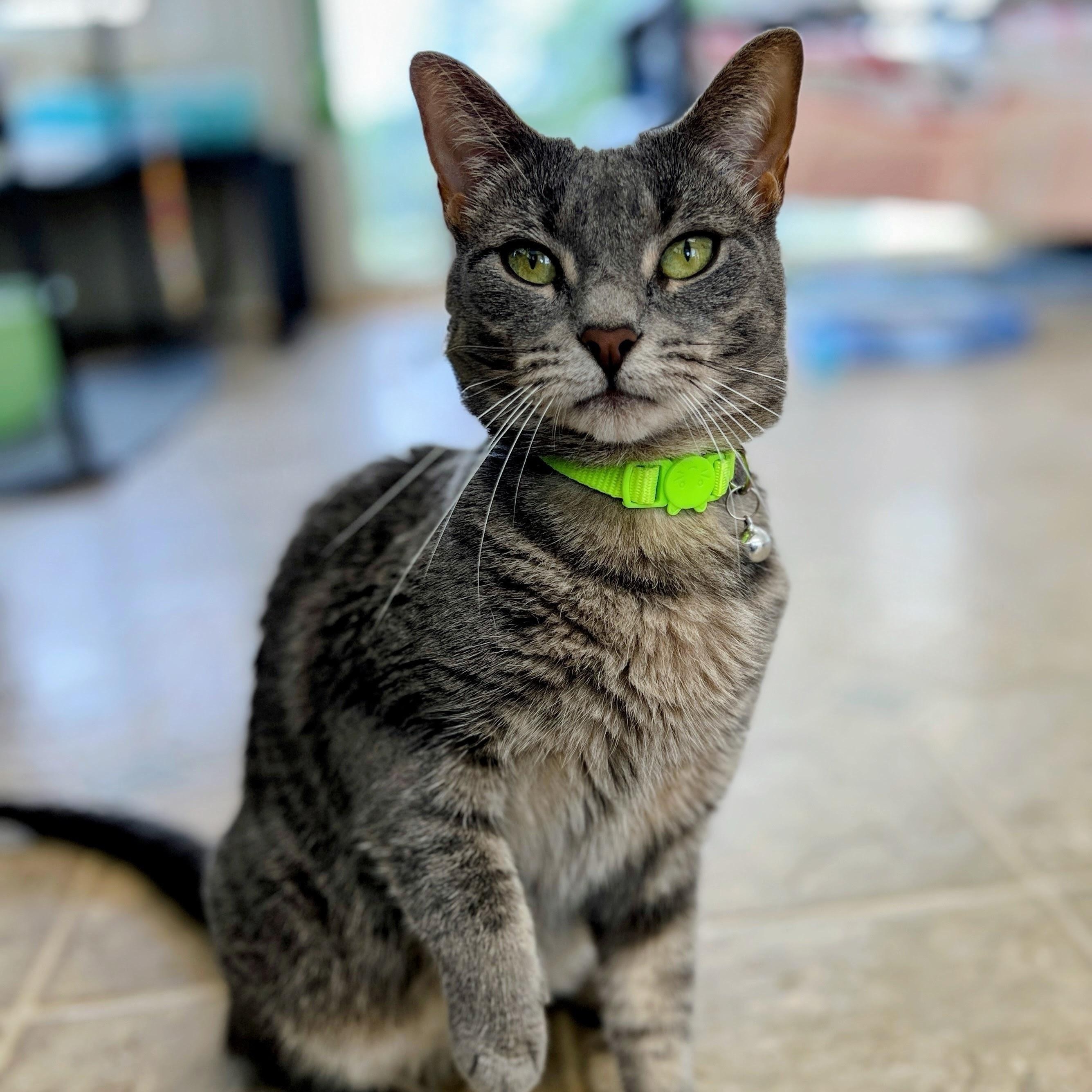 Enlarge Sage, a ADOPTABLE mixed breed in Germansville, PA image 4/6