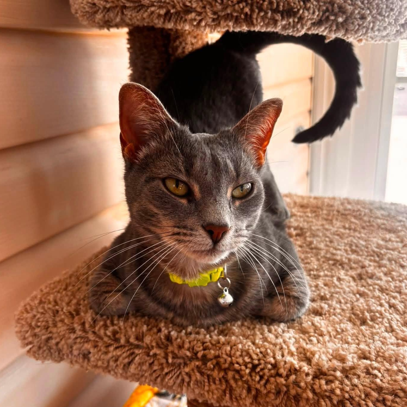 Enlarge Sage, a ADOPTABLE mixed breed in Germansville, PA image 2/6