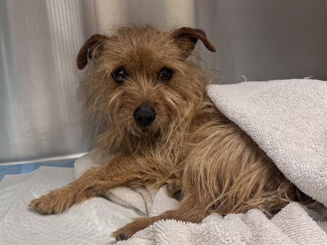 RUSTY, Adoptable, Young Male Terrier.