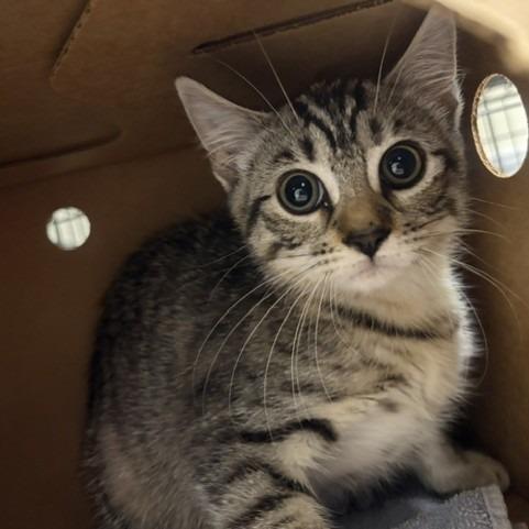 Lily, Adoptable, Kitten Female Domestic Short Hair.