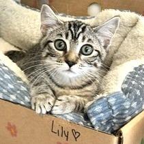 Lily, a Adoptable Domestic Short Hair in Novelty, OH image 2/2