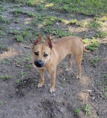 Kapriee, Adoptable, Young Female Labrador Retriever & Boxer.
