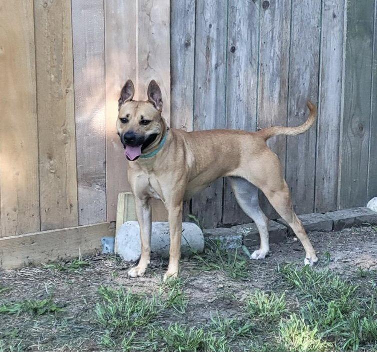 Enlarge Kapriee, a Adoptable mixed breed in Houston, TX image 2/2