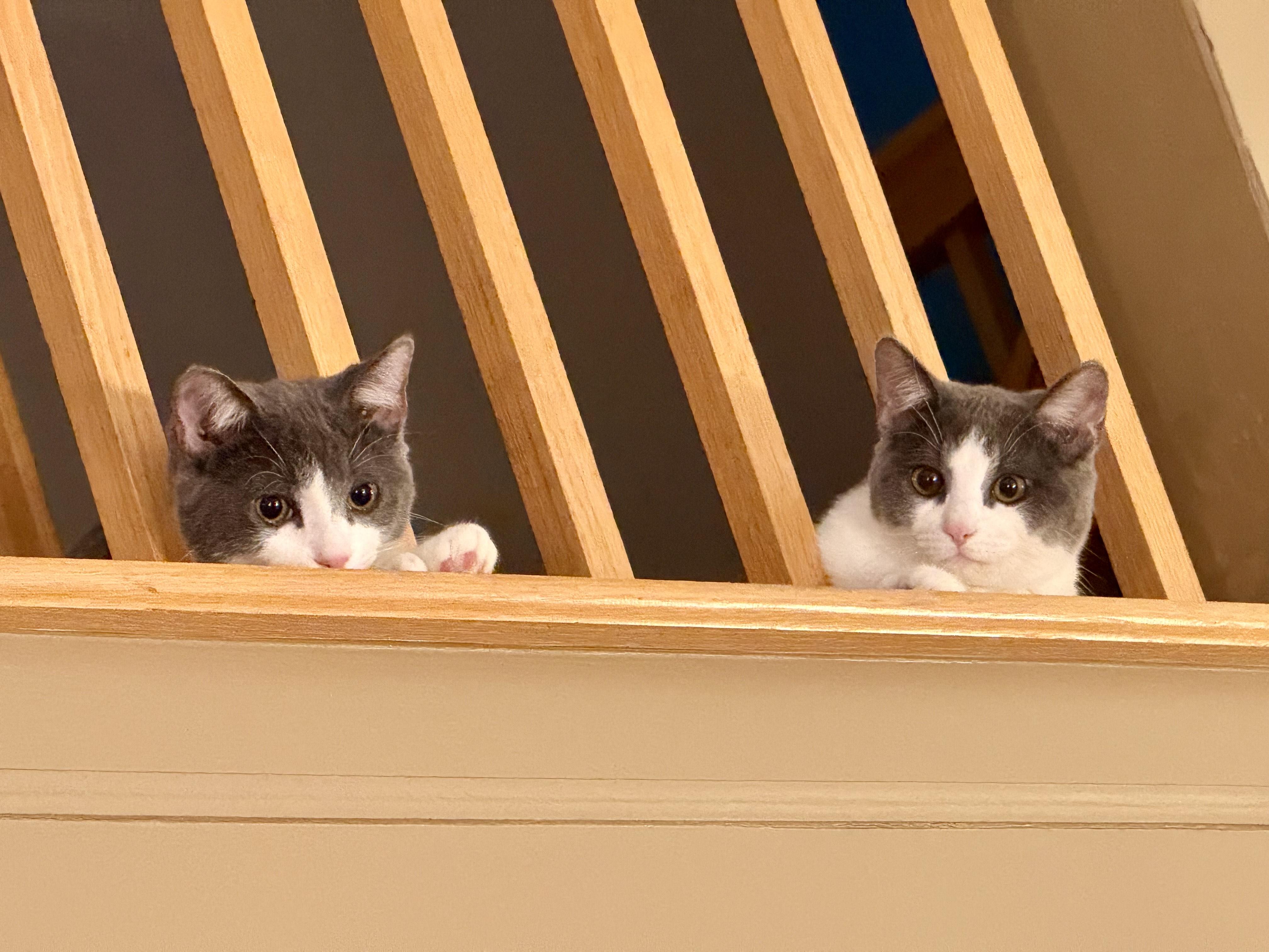 Enlarge Phineas and Ferb, a ADOPTABLE Domestic Short Hair in Brighton, MI image 5/5