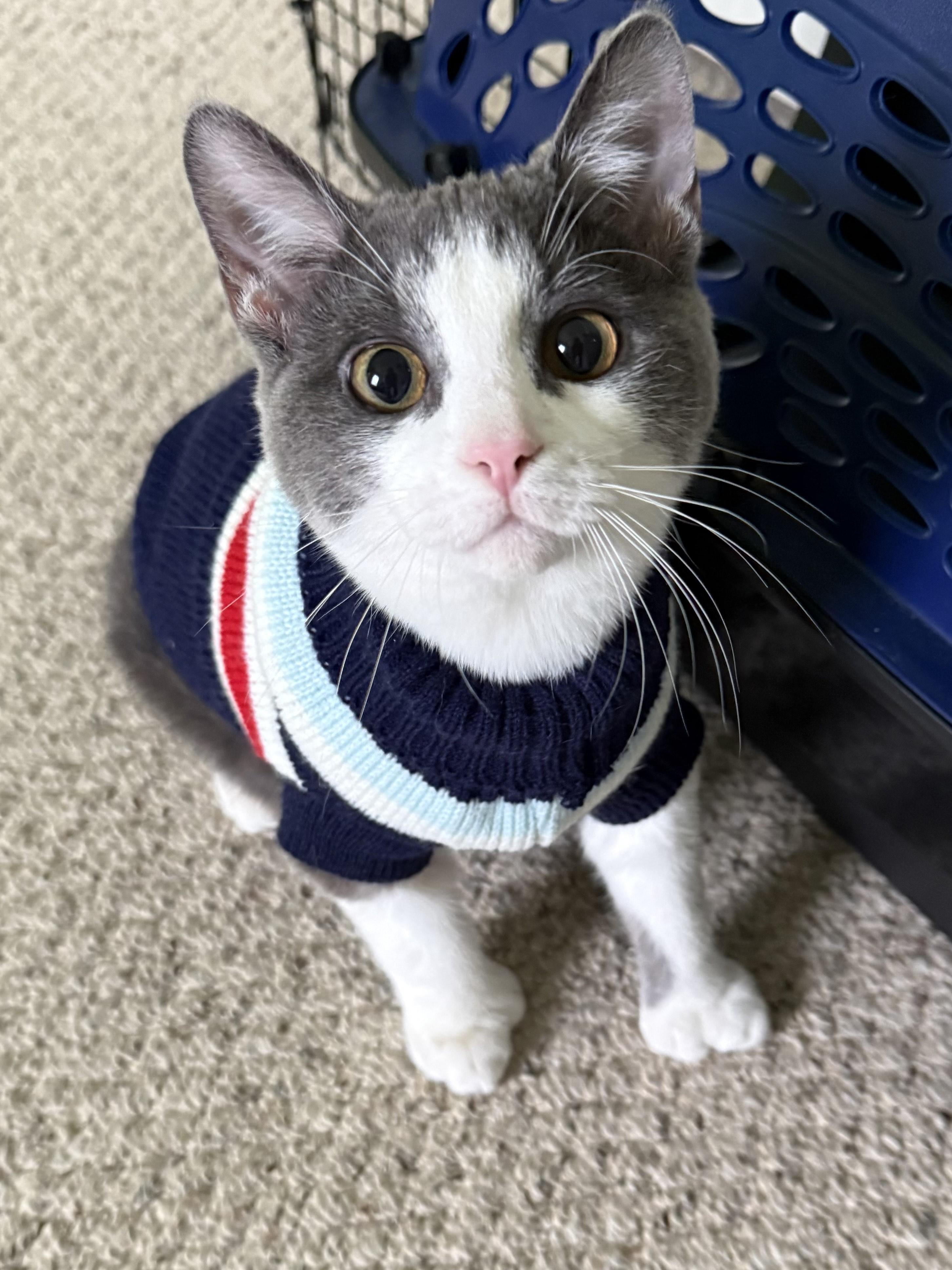 Enlarge Phineas and Ferb, a ADOPTABLE Domestic Short Hair in Brighton, MI image 3/5