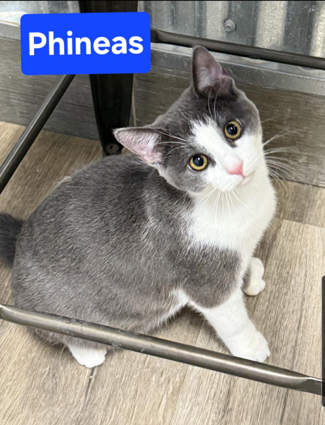 Enlarge Phineas and Ferb, a ADOPTABLE Domestic Short Hair in Brighton, MI image 1/5