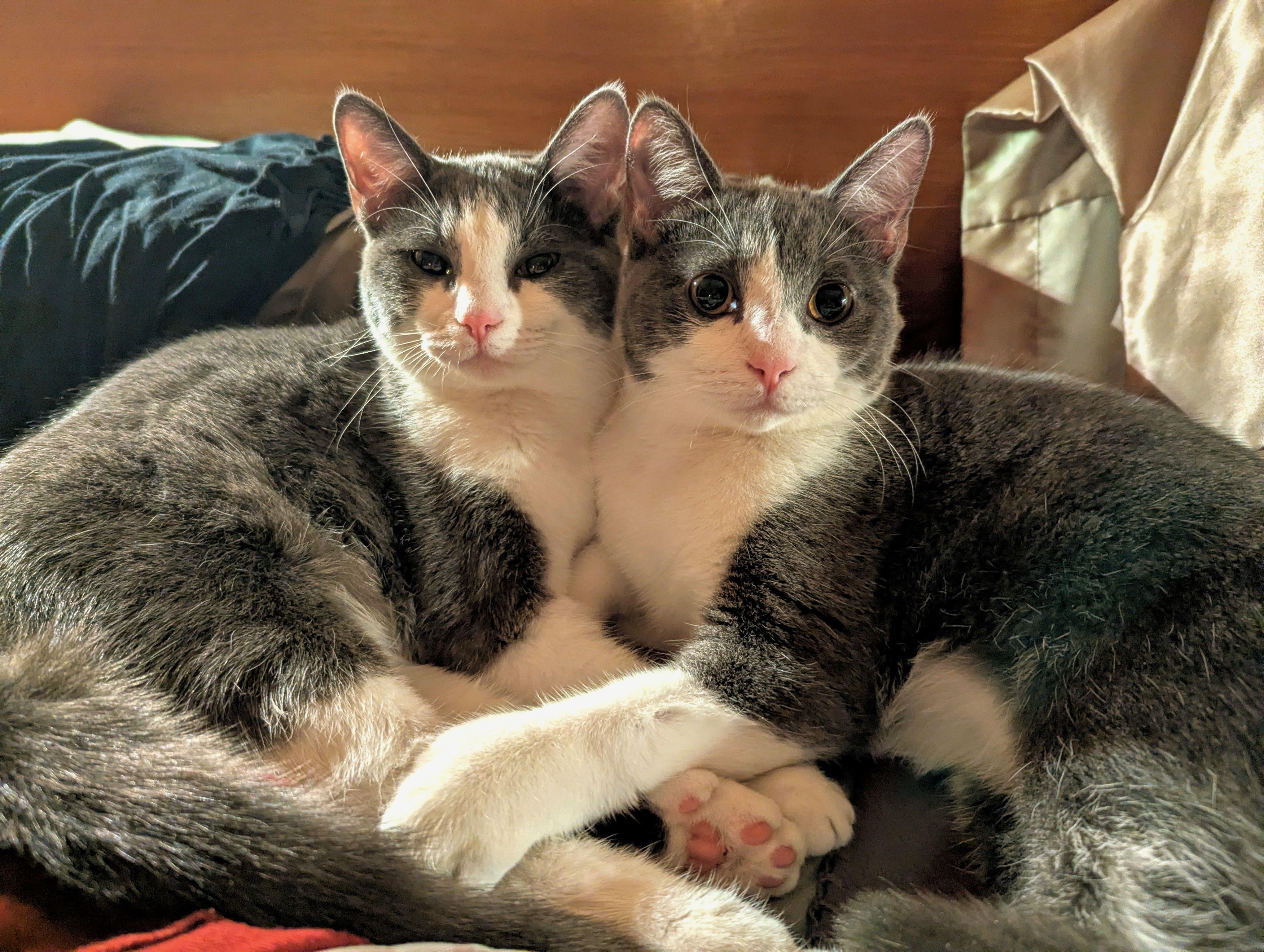 Enlarge Phineas and Ferb, a ADOPTABLE Domestic Short Hair in Brighton, MI image 2/5