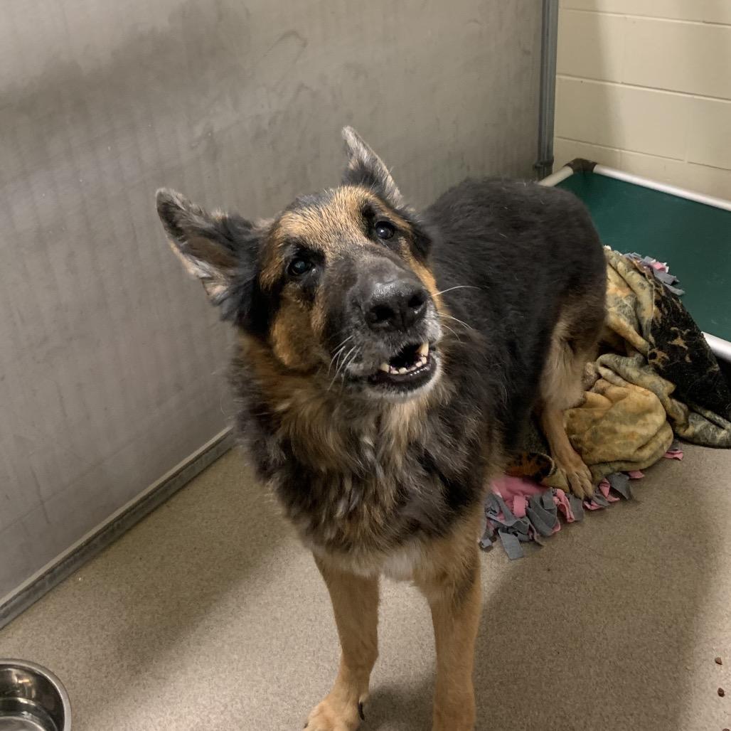 Mowgli, Adoptable, Senior Male German Shepherd Dog.