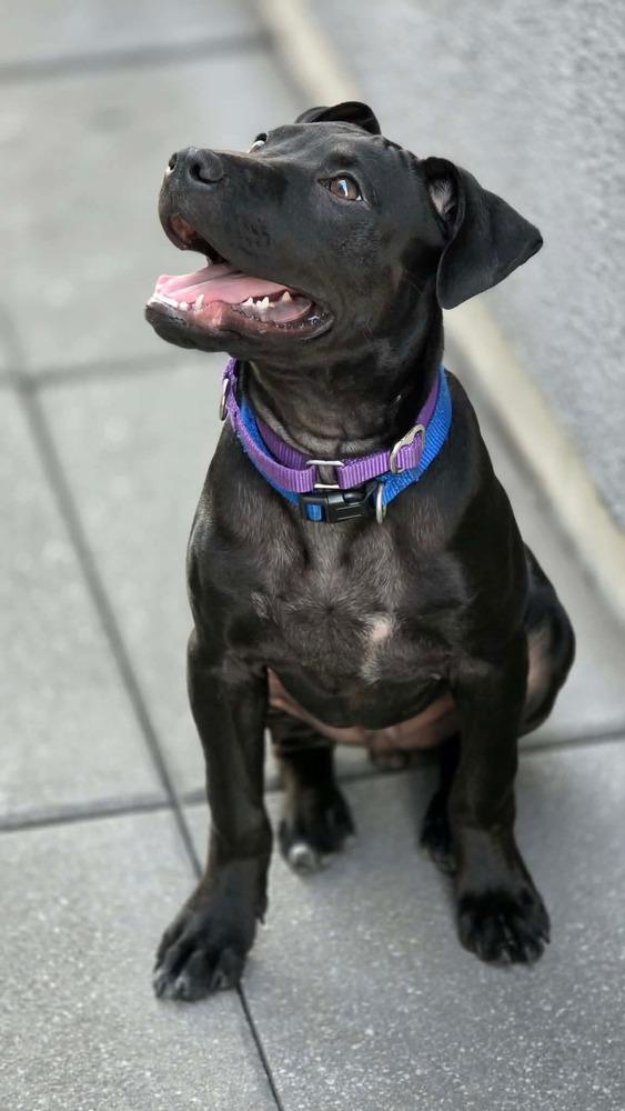 Kip, a Adoptable mixed breed in Valley Stream, NY image 3/6