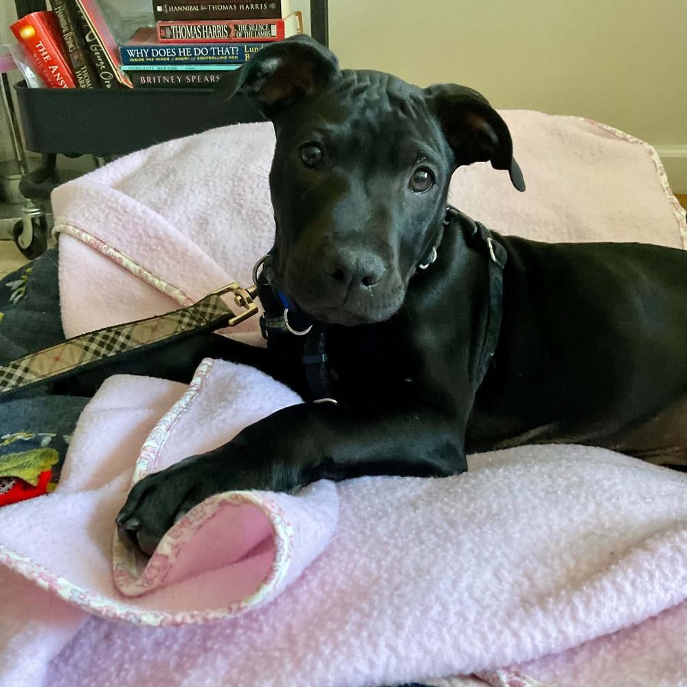 Enlarge Kip, a Adoptable mixed breed in Valley Stream, NY image 1/6