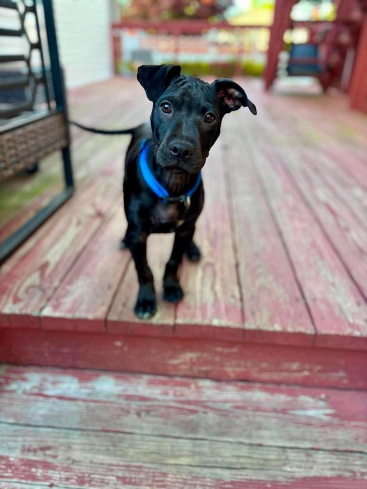 Enlarge Kip, a Adoptable mixed breed in Valley Stream, NY image 2/6