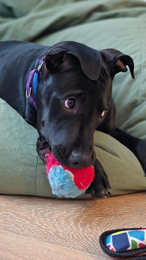 Kip, a Adoptable mixed breed in Valley Stream, NY image 4/6