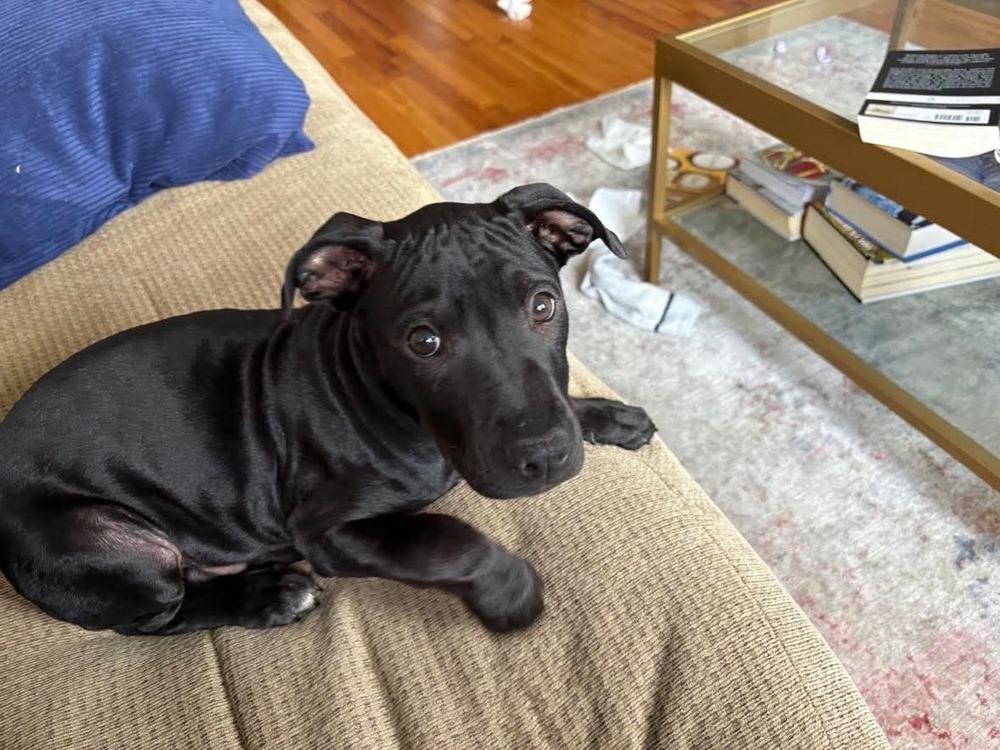 Enlarge Kip, a Adoptable mixed breed in Valley Stream, NY image 3/6