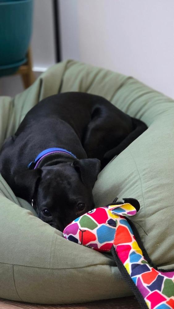 Kip, a Adoptable mixed breed in Valley Stream, NY image 5/6