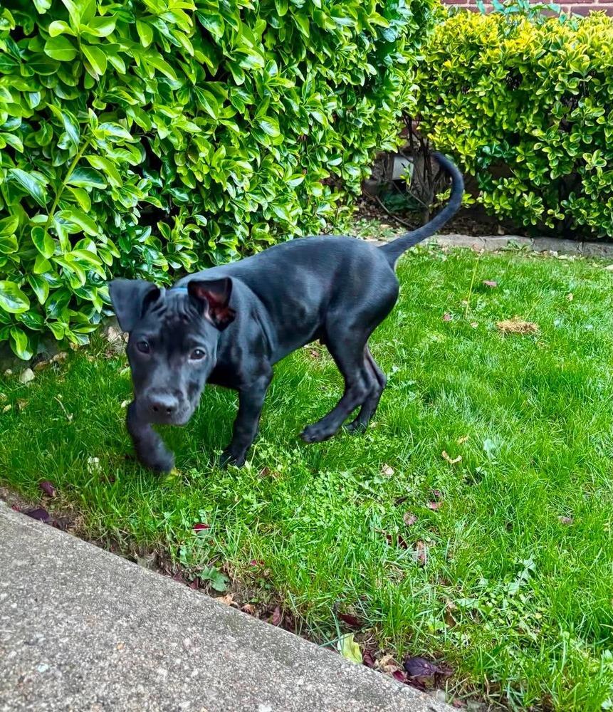 Enlarge Kip, a Adoptable mixed breed in Valley Stream, NY image 4/6