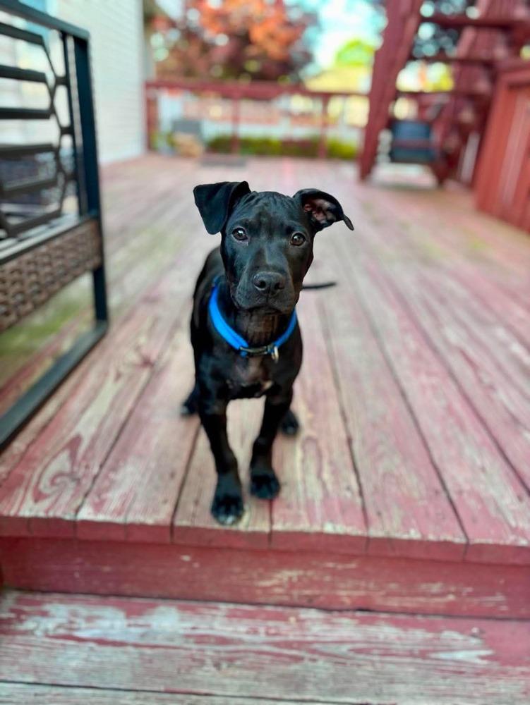 Enlarge Kip, a Adoptable mixed breed in Valley Stream, NY image 5/6