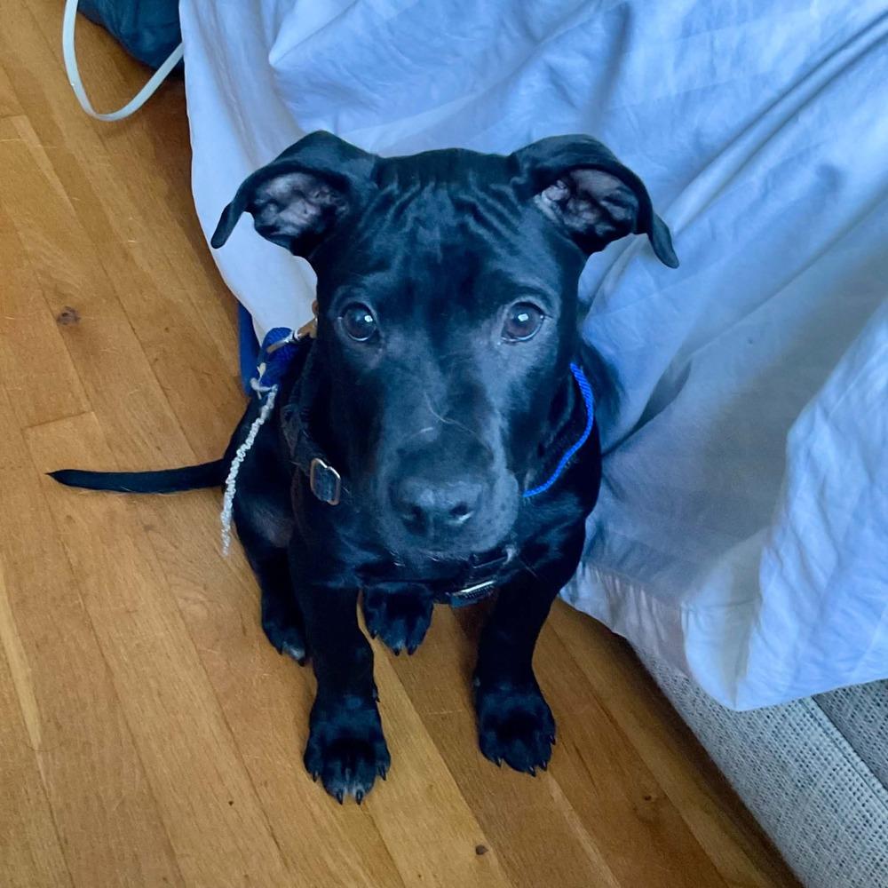 Enlarge Kip, a Adoptable mixed breed in Valley Stream, NY image 6/6