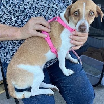 Taya, a Adoptable mixed breed in Deming, NM image 2/4