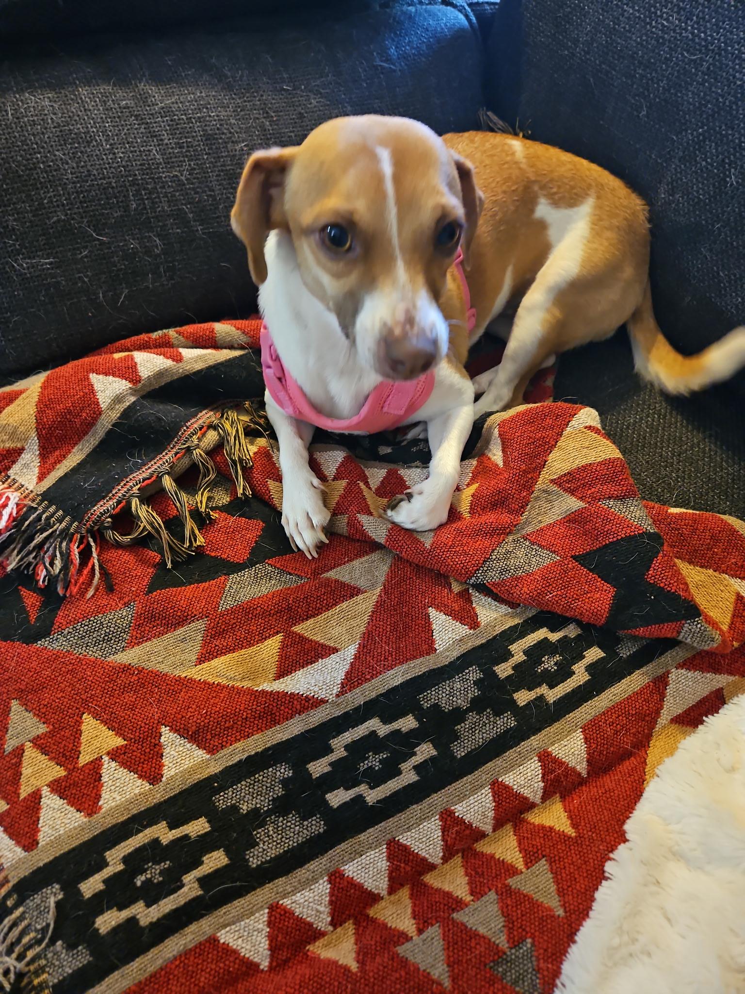 Taya, a Adoptable mixed breed in Deming, NM image 3/4