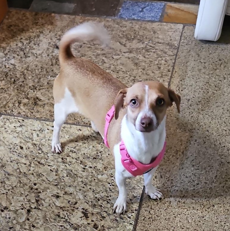 Taya, a Adoptable mixed breed in Deming, NM image 1/4