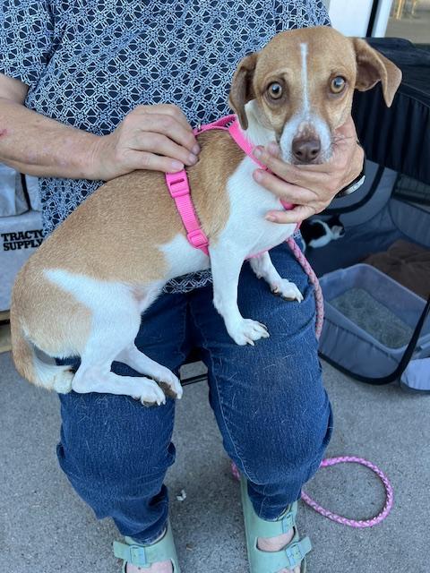 Taya, a Adoptable mixed breed in Deming, NM image 4/4