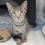 Enlarge Maggie, a Adopted Domestic Short Hair in Santa Cruz, CA image 3/3