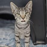 Enlarge Maggie, a Adopted Domestic Short Hair in Santa Cruz, CA image 1/3