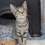 Enlarge Maggie, a Adopted Domestic Short Hair in Santa Cruz, CA image 2/3