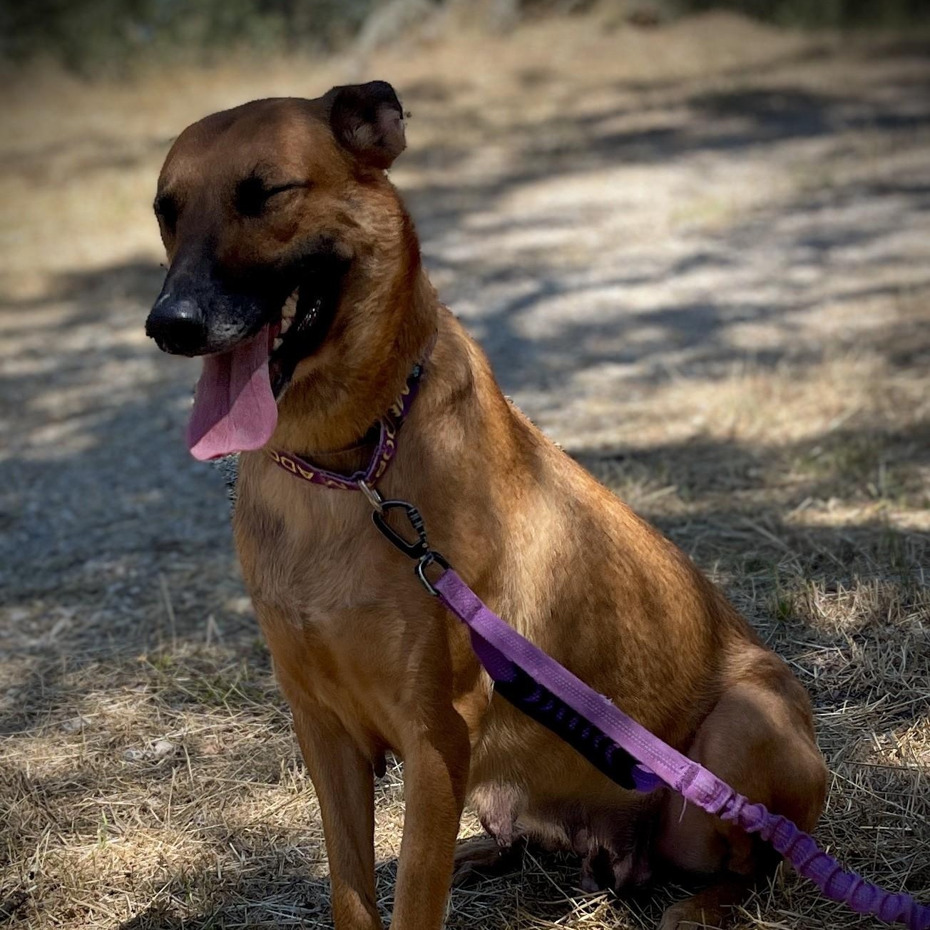 Peggy, a ADOPTABLE Belgian Shepherd / Malinois in San Andreas, CA image 6/6