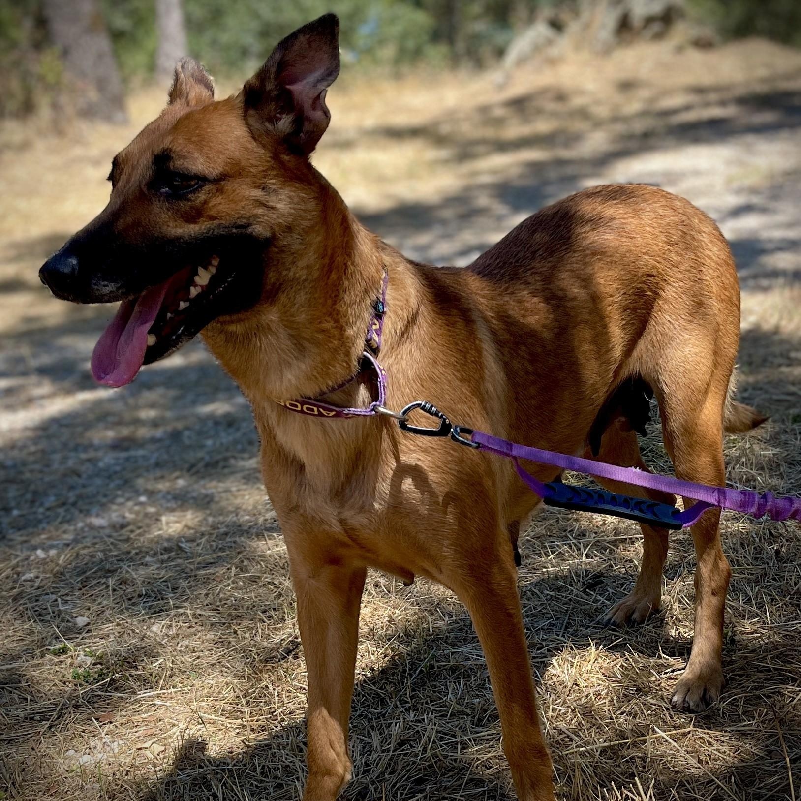 Peggy, a ADOPTABLE Belgian Shepherd / Malinois in San Andreas, CA image 2/6