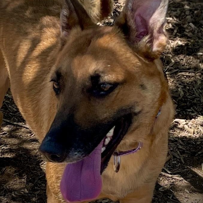 Peggy, a ADOPTABLE Belgian Shepherd / Malinois in San Andreas, CA image 4/6