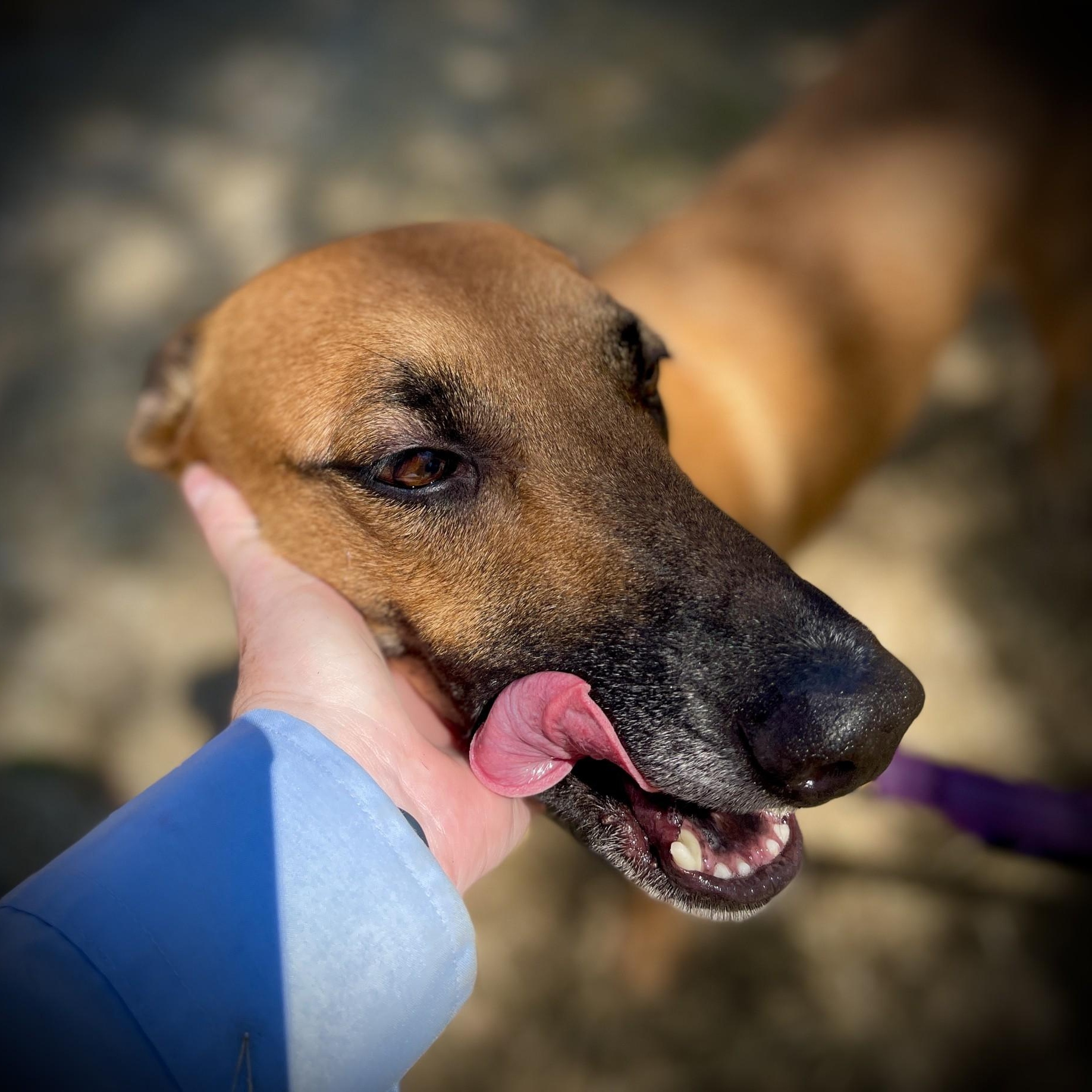 Peggy, a ADOPTABLE Belgian Shepherd / Malinois in San Andreas, CA image 5/6