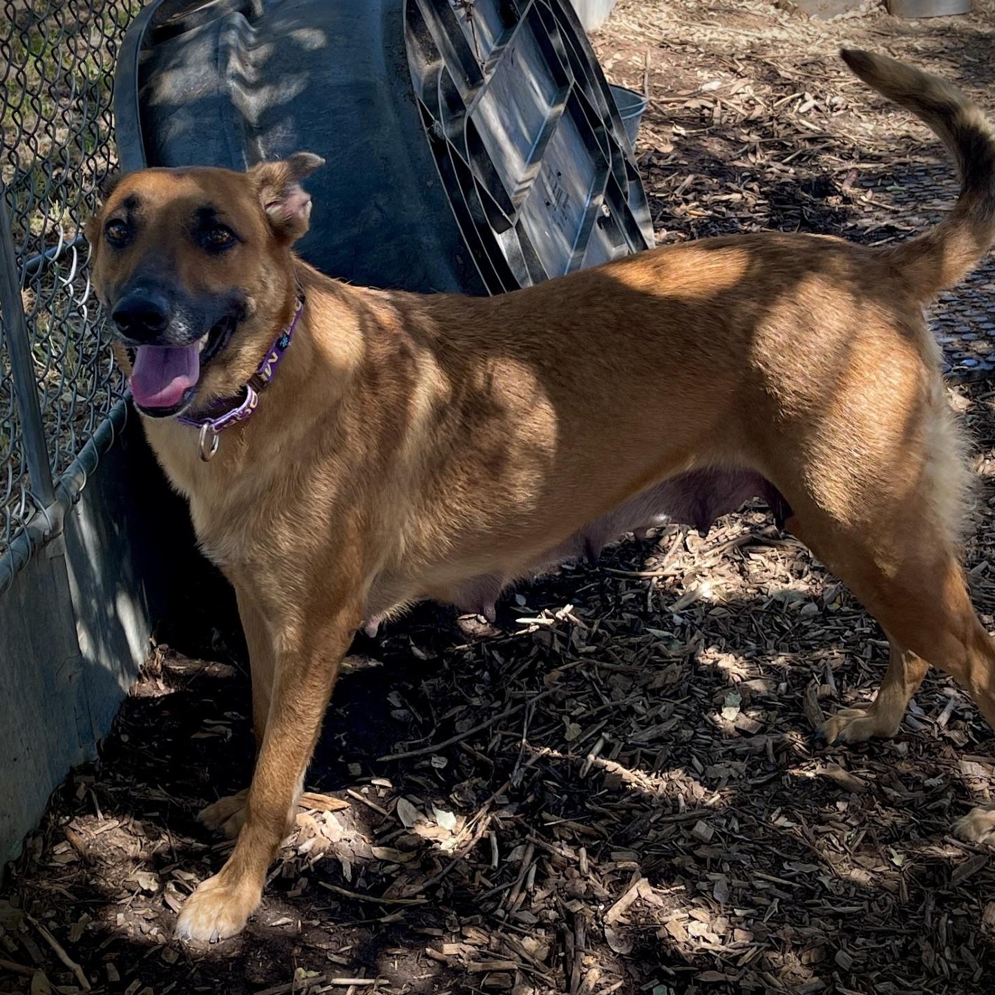 Peggy, a ADOPTABLE Belgian Shepherd / Malinois in San Andreas, CA image 1/6