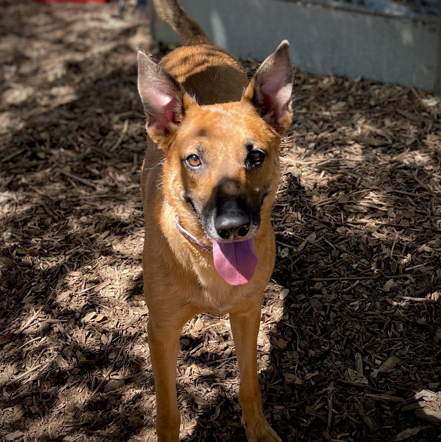 Peggy, a ADOPTABLE Belgian Shepherd / Malinois in San Andreas, CA image 3/6
