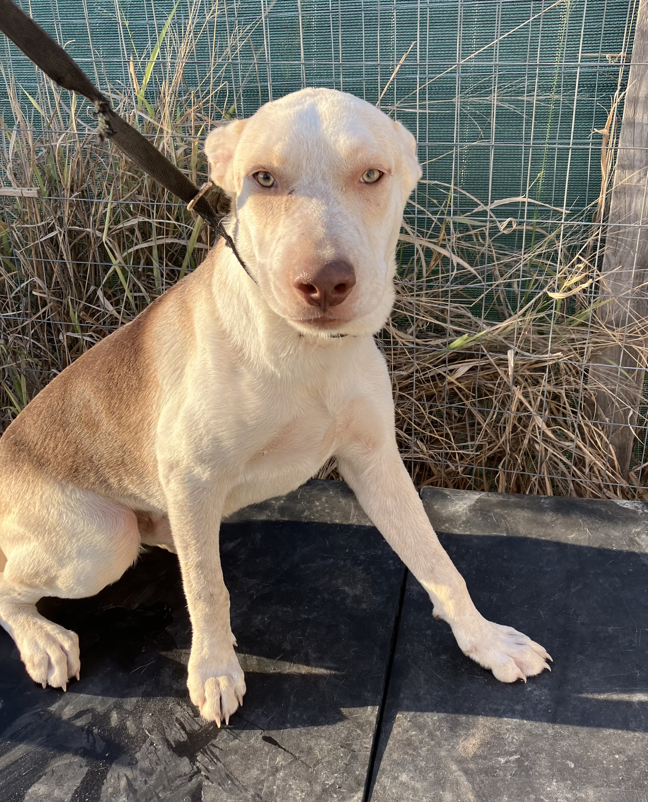 Rudy, an adoptable Labrador Retriever, Pit Bull Terrier in Harlingen, TX, 78550 | Photo Image 2