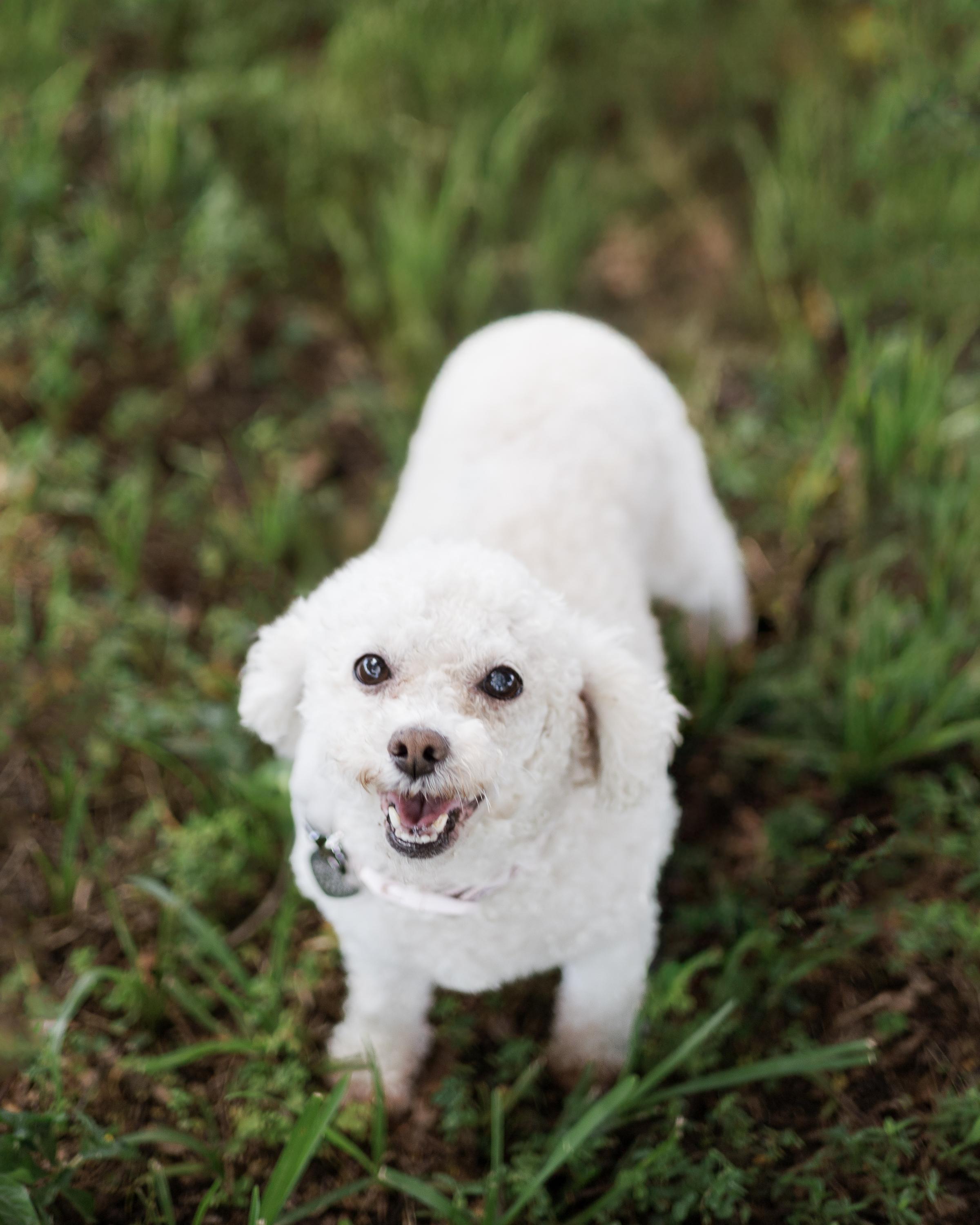 Sasha, Adopted, Adult Female Miniature Poodle.