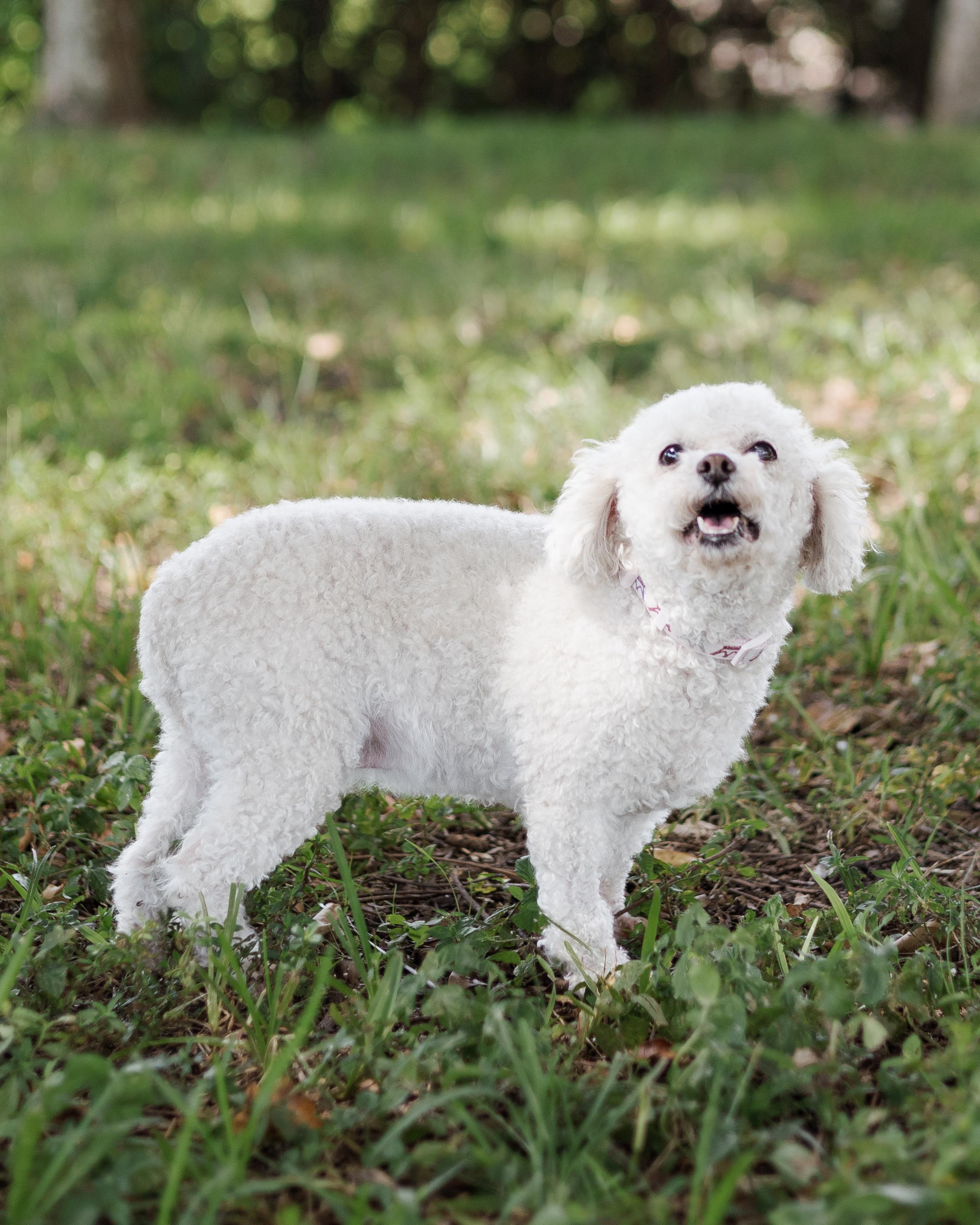 Enlarge Sasha, a Adopted Miniature Poodle in Davie, FL image 2/5