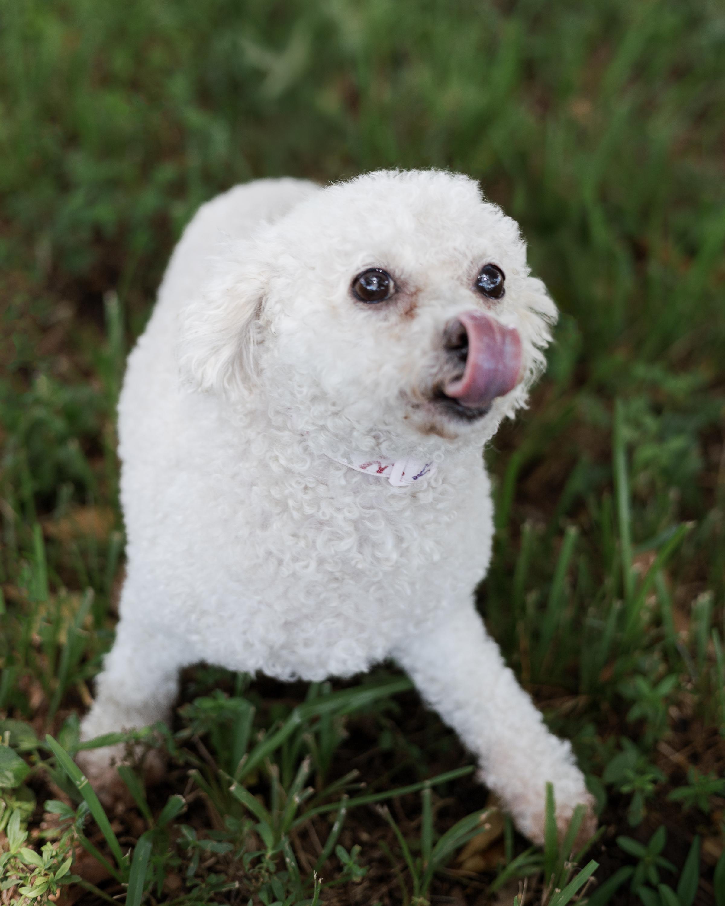 Enlarge Sasha, a Adopted Miniature Poodle in Davie, FL image 3/5