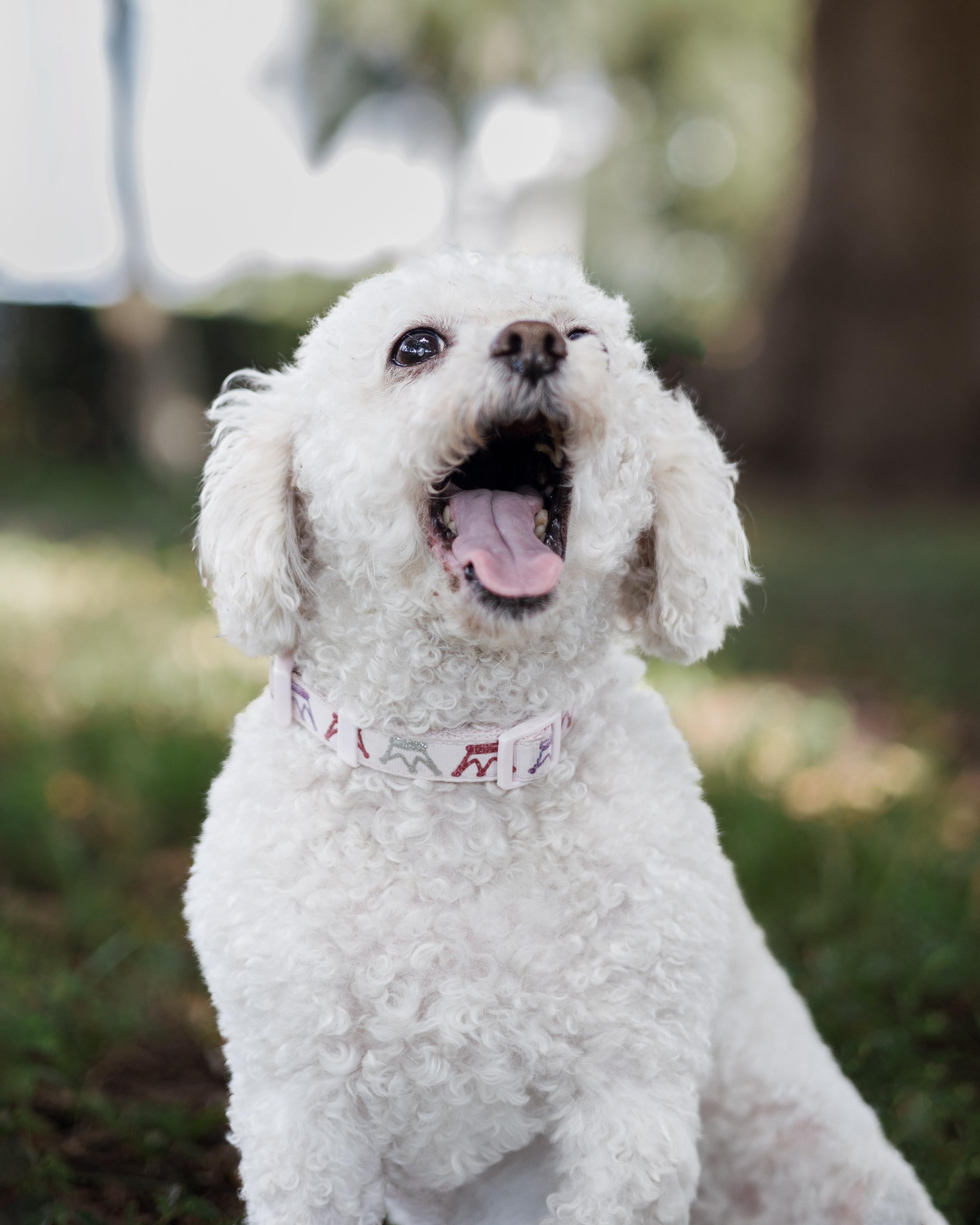 Enlarge Sasha, a Adopted Miniature Poodle in Davie, FL image 5/5