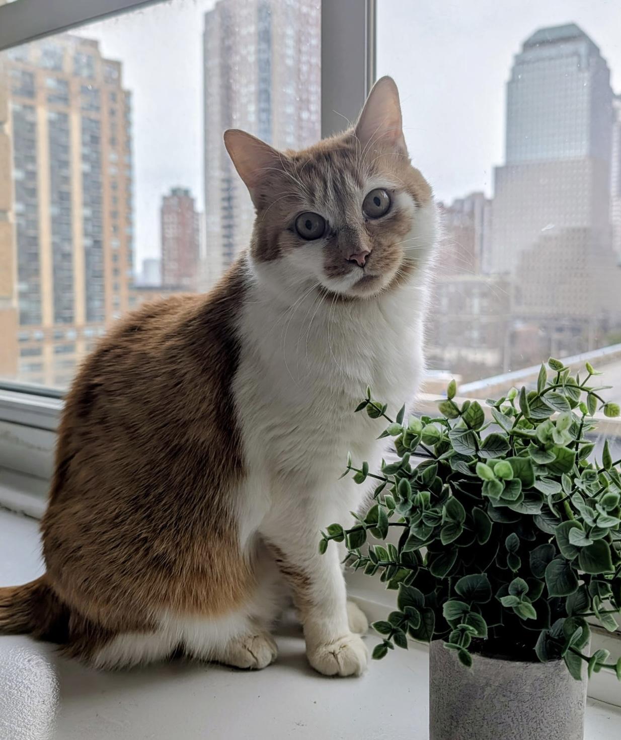 Goldie, ADOPTABLE, Adult Male Domestic Short Hair.