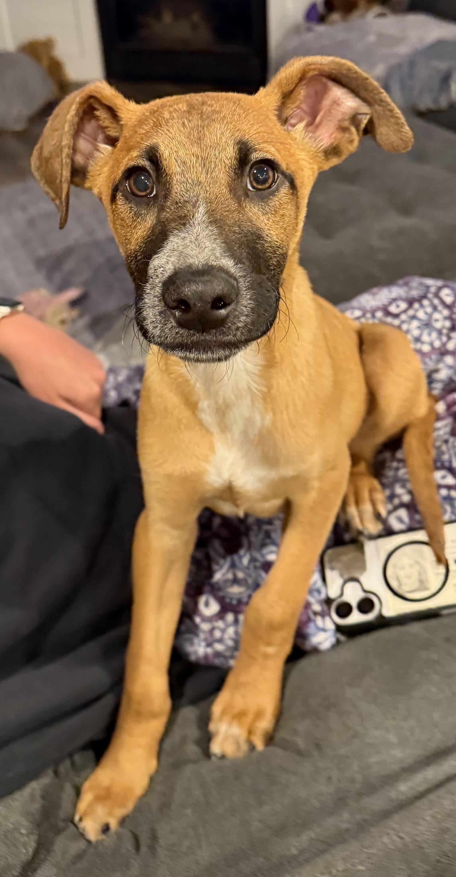 Enlarge The Great Hambino, a Adoptable Australian Cattle Dog / Blue Heeler in Salt Lake City, UT image 2/3