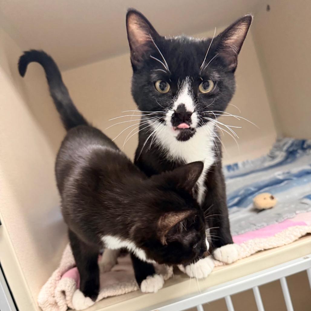 Romeo, a Adoptable Domestic Short Hair in Great Falls, MT image 1/6