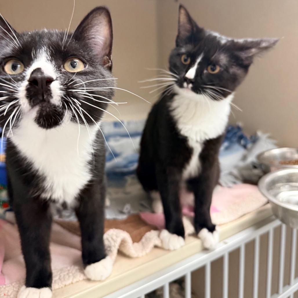 Romeo, a Adoptable Domestic Short Hair in Great Falls, MT image 2/6