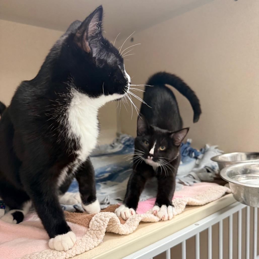 Romeo, a Adoptable Domestic Short Hair in Great Falls, MT image 3/6