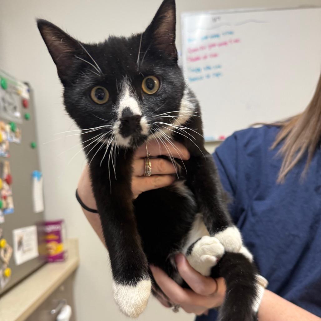 Romeo, a Adoptable Domestic Short Hair in Great Falls, MT image 5/6