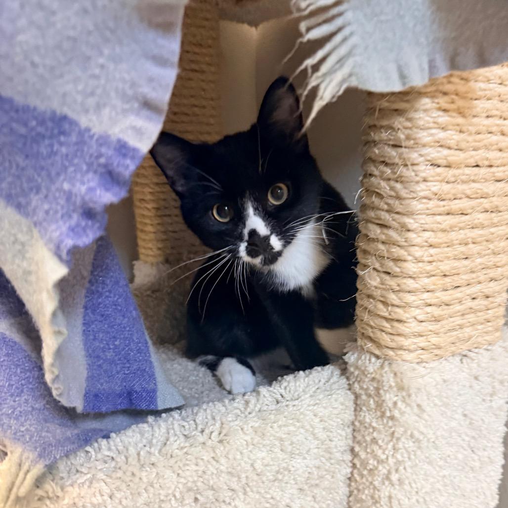 Romeo, a Adoptable Domestic Short Hair in Great Falls, MT image 6/6