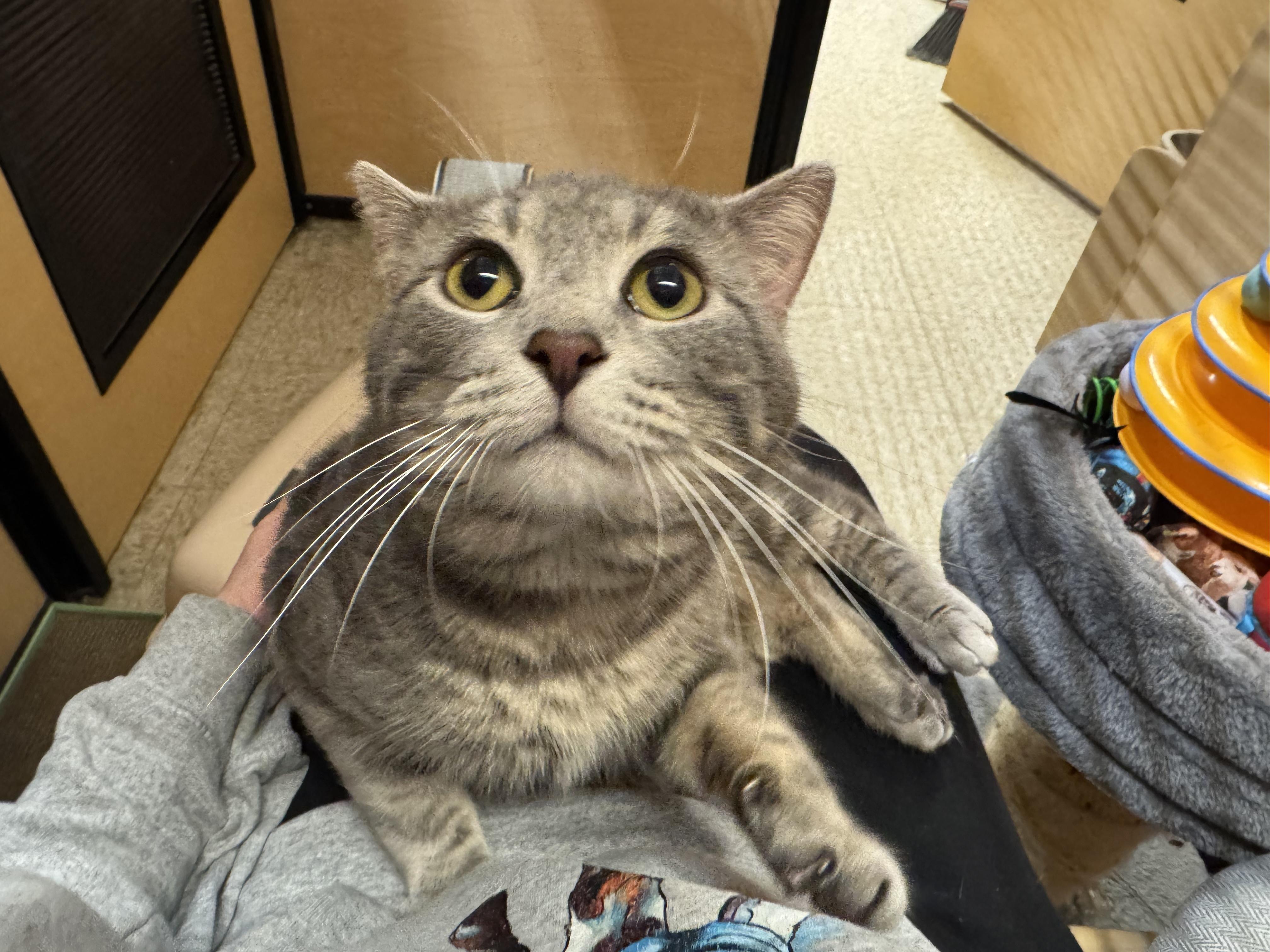 Bob Cat