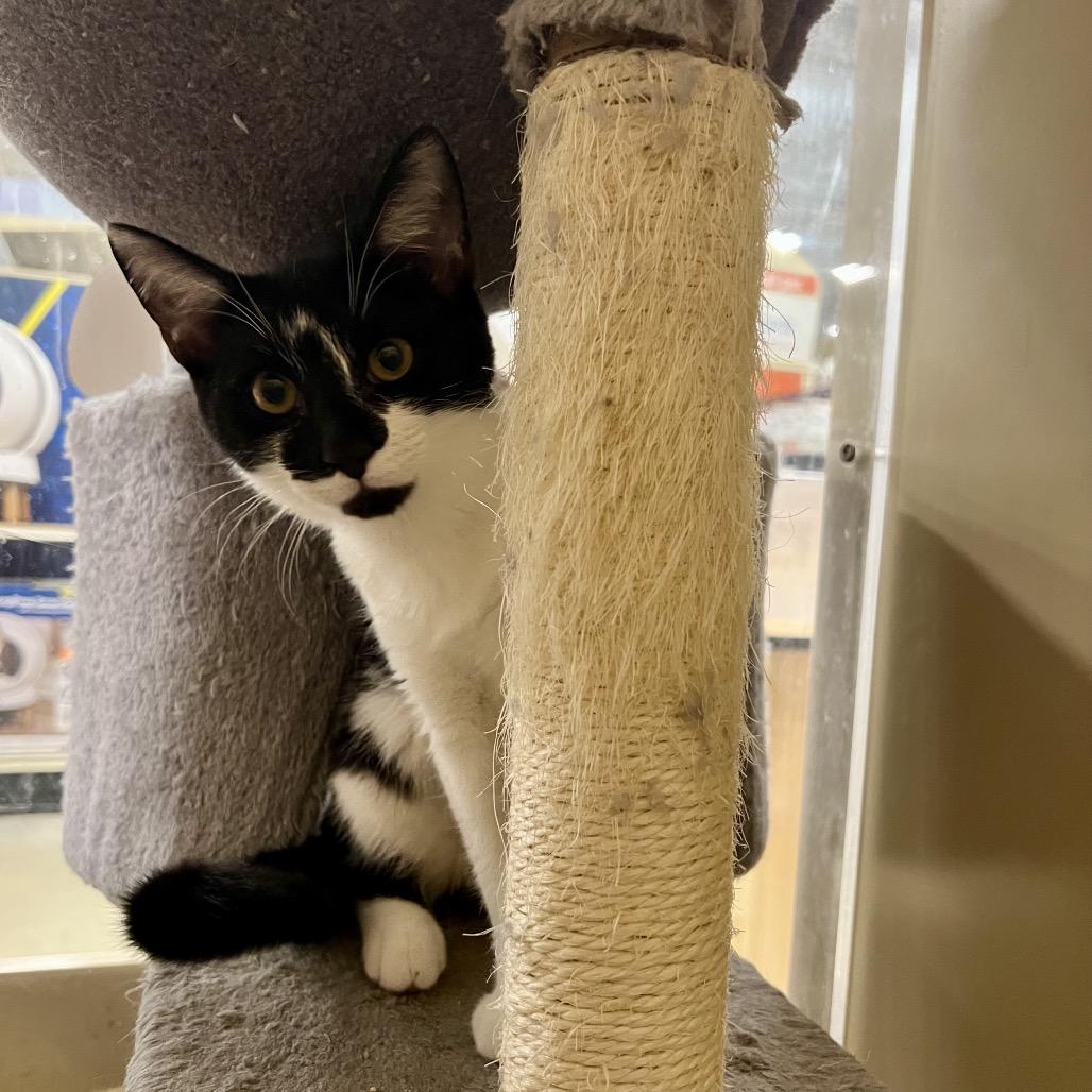 Jill (and Jen), Adoptable, Young Female Domestic Short Hair.