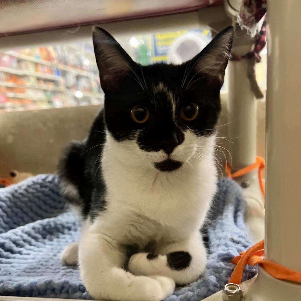 Jill (and Jen), a Adoptable Domestic Short Hair in Mount Laurel, NJ image 2/6